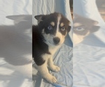 Small Photo #4 Pomsky-Shiba Inu Mix Puppy For Sale in NASHUA, NH, USA