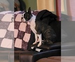 Small Photo #1 Boston Terrier Puppy For Sale in HENNING, MN, USA