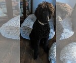 Small #46 Poodle (Standard)