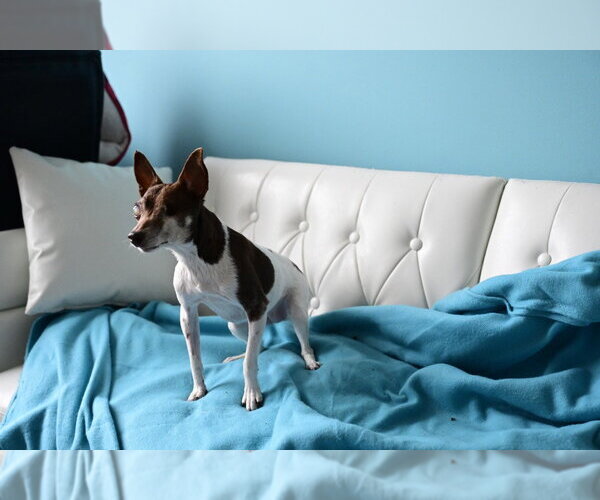 Medium Photo #6 Foxy Rat Terrier Puppy For Sale in Minneapolis, MN, USA