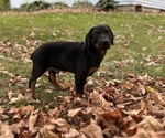 Small Doberman Pinscher