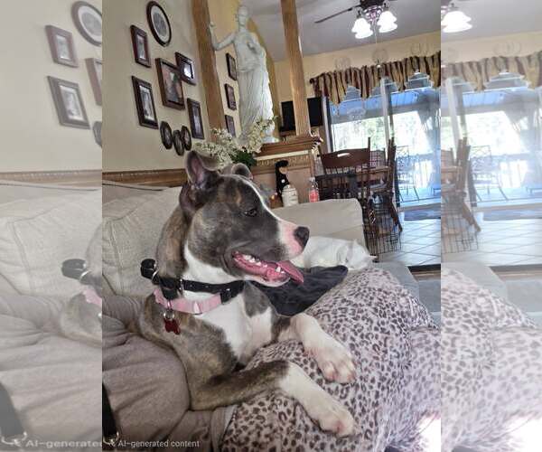 Medium Photo #27 Mutt Puppy For Sale in Mount Laurel, NJ, USA