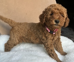 Goldendoodle (Miniature) Puppy for Sale in SAN FERNANDO, California USA