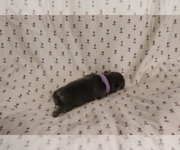 Medium Photo #4 French Bulldog Puppy For Sale in MANCHESTER, MI, USA