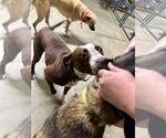 Small #13 American Pit Bull Terrier Mix