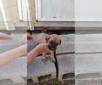 Small Photo #3 Cane Corso Puppy For Sale in WEST PALM BCH, FL, USA