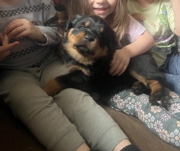 Medium Photo #14 Rottweiler Puppy For Sale in BUSKIRK, NY, USA