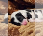 Small #1 Sheepadoodle
