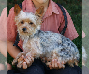 Mother of the Yorkshire Terrier puppies born on 06/22/2026