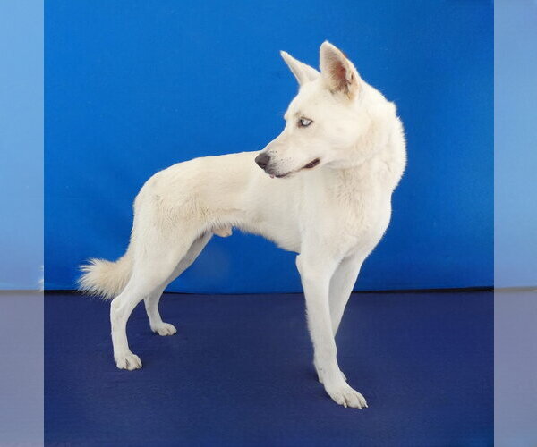 Medium Photo #3 Gerberian Shepsky Puppy For Sale in Pasadena, CA, USA