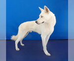 Small Photo #3 Gerberian Shepsky Puppy For Sale in Pasadena, CA, USA