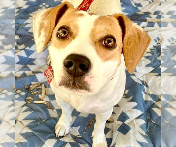 Medium Photo #16 Beagle-Unknown Mix Puppy For Sale in Canton, CT, USA