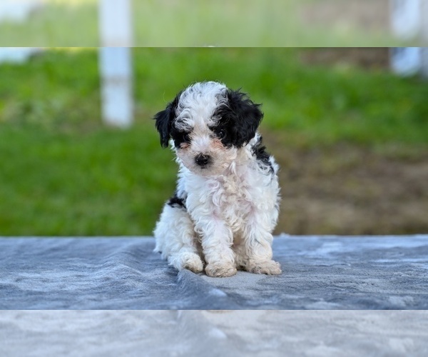 Medium Photo #2 Poodle (Toy) Puppy For Sale in MILLERSBURG, OH, USA