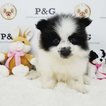 Small Photo #1 Pomeranian Puppy For Sale in TEMPLE CITY, CA, USA
