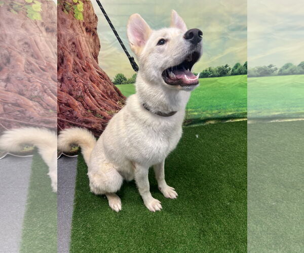 Medium Photo #1 Huskies -Unknown Mix Puppy For Sale in Euless, TX, USA