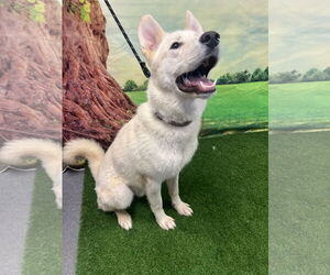 Huskies -Unknown Mix Dogs for adoption in Euless, TX, USA
