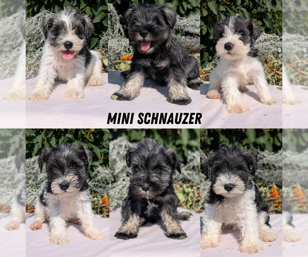 Medium Photo #69 Schnauzer (Miniature) Puppy For Sale in GOSHEN, IN, USA