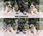 Small #7 Schnauzer (Miniature)