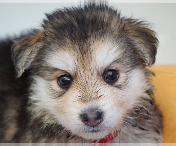 Medium Photo #2 German Shepherd Dog-Siberian Husky Mix Puppy For Sale in NAVAL BASE VENTURA COUNTY, CA, USA