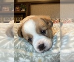 Small #2 Pembroke Welsh Corgi