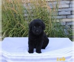 Puppy 4 Golden Retriever-Keeshond Mix