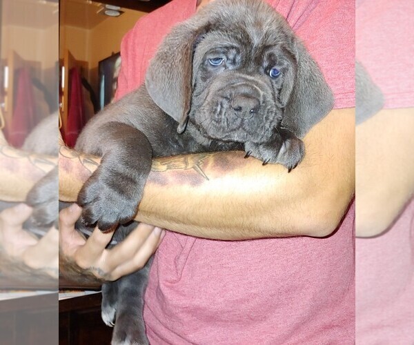 Medium Photo #2 Cane Corso Puppy For Sale in OVERLAND, MO, USA