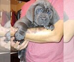 Small Photo #2 Cane Corso Puppy For Sale in OVERLAND, MO, USA