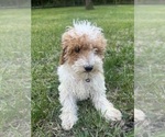 Small #37 Poodle (Miniature)