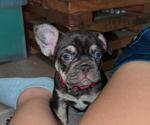 Small #1 French Bulldog