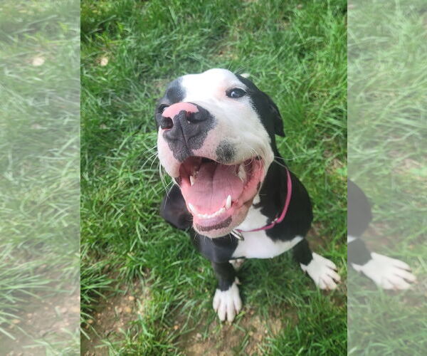 Medium Photo #14 American Pit Bull Terrier-Unknown Mix Puppy For Sale in Spotsylvania, VA, USA