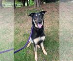 Small #1 German Shepherd Dog Mix
