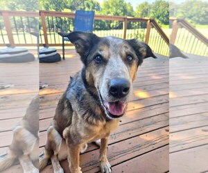 Raylan - Male German Shepherd Dog-Unknown Mix Dog for Adoption - Photo #4