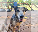 Small Photo #4 German Shepherd Dog-Unknown Mix Puppy For Sale in Fenton, MO, USA