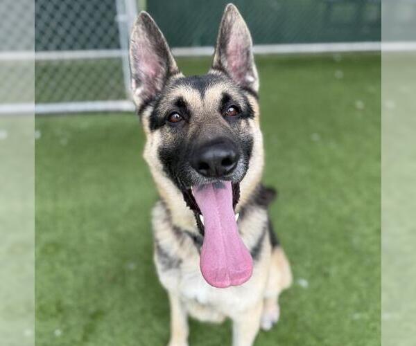 Medium Photo #2 German Shepherd Dog Puppy For Sale in Camarillo, CA, USA
