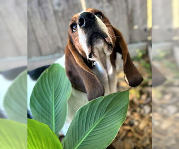 Medium Photo #3 Basset Hound Puppy For Sale in Deepwater, NJ, USA