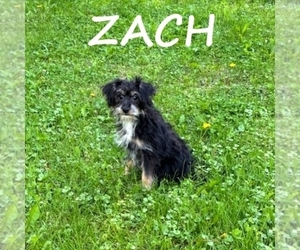 YorkiePoo Puppy for sale in HARTLAND, MN, USA