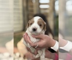 Small Photo #20 Goldendoodle (Miniature) Puppy For Sale in FREDERICA, DE, USA