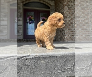 Goldendoodle (Miniature) Puppy for sale in WASHINGTON, MO, USA