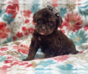 Cavalier King Charles Spaniel-Cavapoo Mix Puppy for sale in LAKELAND, FL, USA
