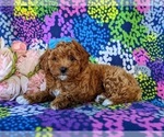 Small #4 Poodle (Miniature)