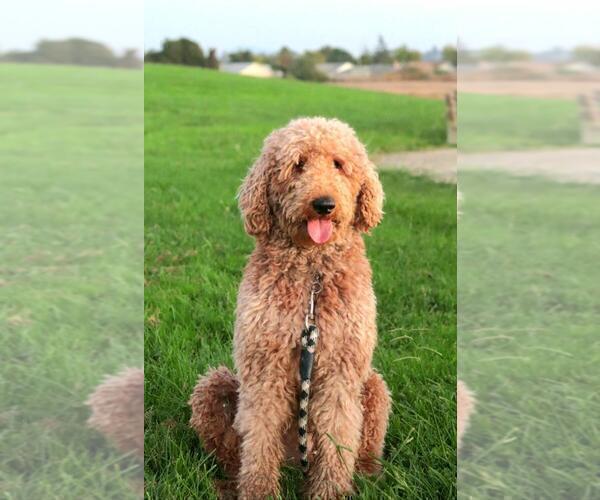 Medium Photo #1 Goldendoodle Puppy For Sale in N HIGHLANDS, CA, USA