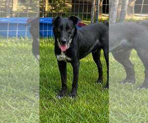 Labrador Retriever-Unknown Mix Dogs for adoption in Oakhurst, NJ, USA
