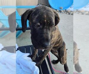 Mastiff-Unknown Mix Dogs for adoption in Sacramento, CA, USA