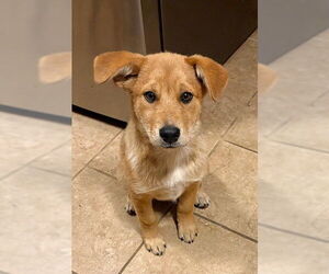 Australian Shepherd-Unknown Mix Dogs for adoption in Genesee, WI, USA