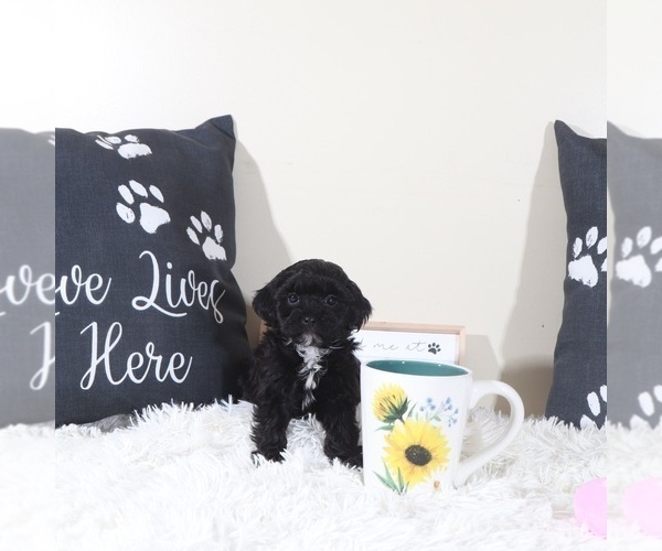 Medium Photo #1 Shih-Poo Puppy For Sale in MOUNT VERNON, OH, USA