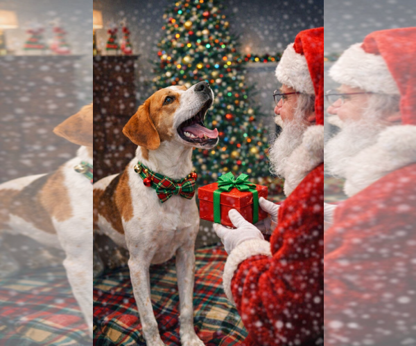 Medium Photo #8 Mutt Puppy For Sale in Spotsylvania, VA, USA