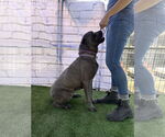 Small #6 Mutt