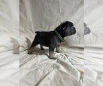 Small #2 French Bulldog
