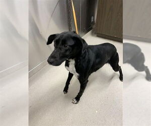 Pointer-Siberian Husky Mix Dogs for adoption in Fairbanks, AK, USA