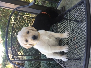Labradoodle Puppy for sale in JACKSONVILLE, FL, USA